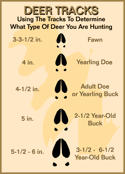 deer-tracks-big-game-hunt