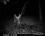 Deer trail cam pics