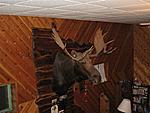 My dads Moose. My dad shot this moose (Canadian Moose) In northern Mn. It was the P&Y Minnesota state record but was recently beat out about 5 years...