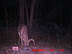 My 10pt trailcam pic