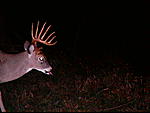 Another buck on the farm