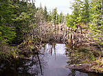 Beaver Dam in Alaska