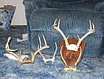 All of my buck's left buck is my biggest middle deer is a 3 point deer on plaque is my 2nd biggest 8 point and belwo him is my first deer