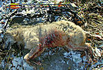 He was a big, heavy yote, but more crust and scabs than fur.  Ick.