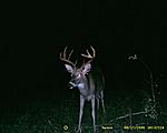 Young buck he woulda had alot of growth oppurtunity if he wouldnt of been shot this year