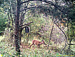 Trail Cam 008