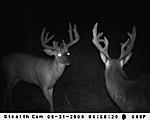 New StealthCam Pictures