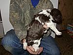 American Brittany Puppies