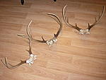 07',08',09' archery buck's racks