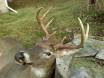 Here is the buck that I killed this yr. he was coming to the trophy rock when i shot him if you want the rack then get the rack!