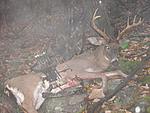 Archery 9pt buck, taken w/ my 70# mission journey and sonic BH. oct 09' ,rockland co. NY