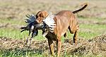 hunting dog with a catch