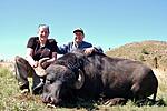 Argentinian water buffalo