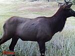 elk4