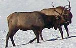 Elk pic's