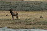 A elk i saw at Genesis27:3's house.