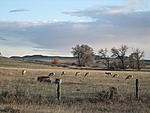 The pronghorn were everywere. Just never on the right side of the fence