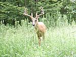 big bucks food plot