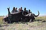 40+" Cape Buffalo harvested 04/10/2010 in the Northern Cape of South Africa.