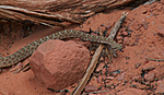 A rattler i almost stepped on!