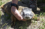 A yellow bellied marmot me and my bro shot.