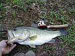 Bass i caught at the family pond, around 20 inch's, weight around 6-7 lbs.