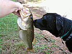 our dog max smelling this nice bass i caught at a local family pond.