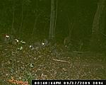 Non-Deer Trail Camera Pics
