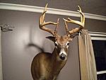 Whitetail 001