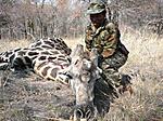 Giraffe with San(Bushman) tracker