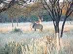 Kudu in the bush