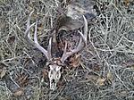 Dead Buck Found