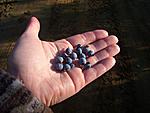 blueberries - Delicious!