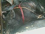 #1 260lb boar hog trapped in jasper fl our home town