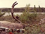 scan0014  My 50" Quebec Caribou where he fell.