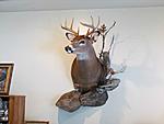 deer mount 003