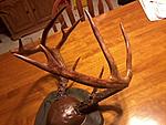 restored antlers from 2012