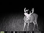 nice buck#1