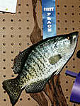 Crappie