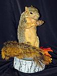 Fox Squirrel