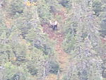 moose hunt 2013 in newfoundland the moose I should have got, but out of range, over a 1000yd's