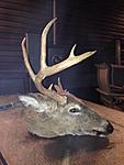 South Buck