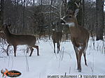 2014 Trail Cam Pics