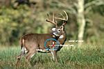 Whitetail Broadside Shot Placement