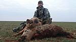 Hog Hunting in Texas with Prone Outfitters - Lots of Hog Pics!