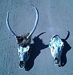 Spike Bull and Cow found in 511 Rampart Range