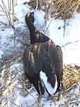 Brant one of my 2 bird limit