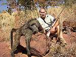 Baboon  
.300 Weatherby Vanguard, 168 gr Barnes TTSX