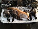Unique Day, 2 limits of Brant and my first Red Fox!