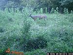 Sweet Peas Random Young Buck